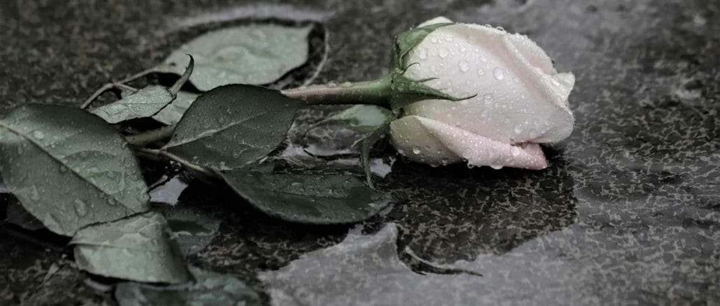 cropped-pink-rose-in-rain-4205779_1920.jpg